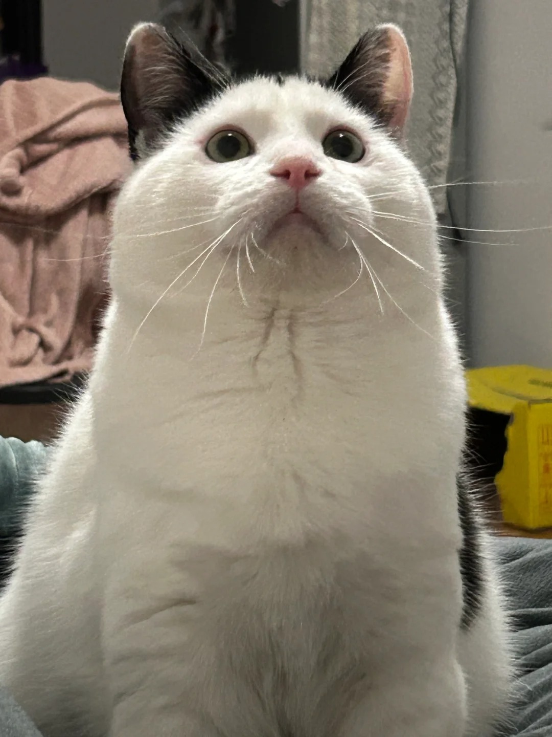 遭了被我养到真得几把脸奶牛猫了啊啊啊啊啊
宝宝你是真的一根大勾八啊啊啊啊啊啊啊啊