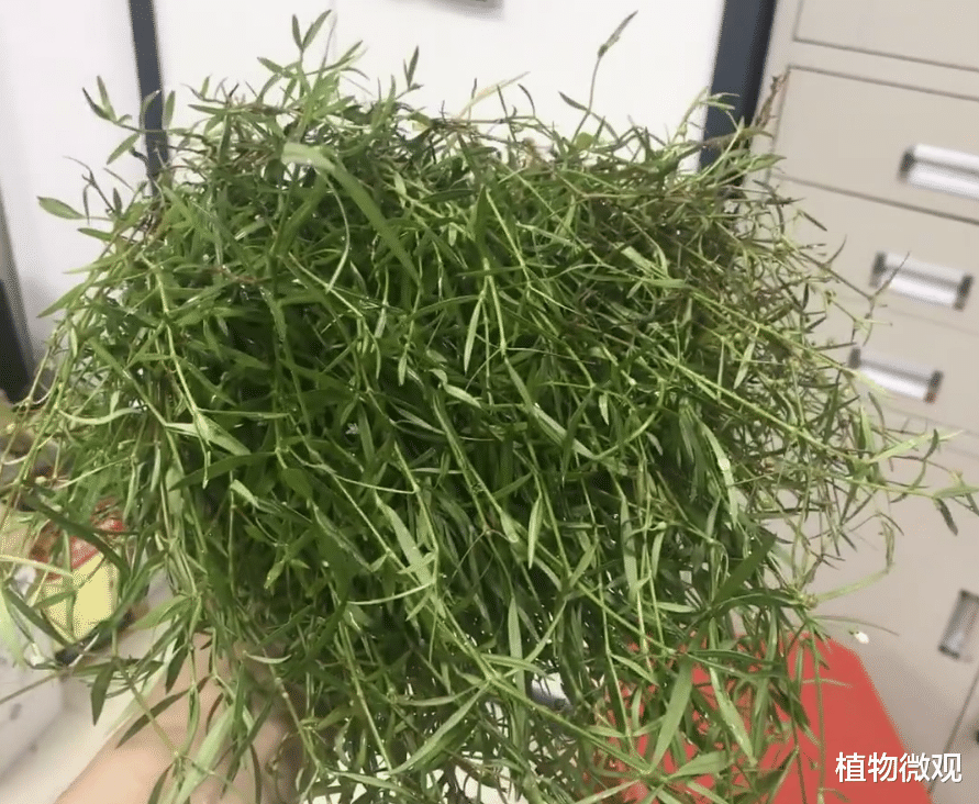 白花蛇舌草是民间常用的一种解毒草本植物,特别是对于毒蛇咬伤,非常的拿手