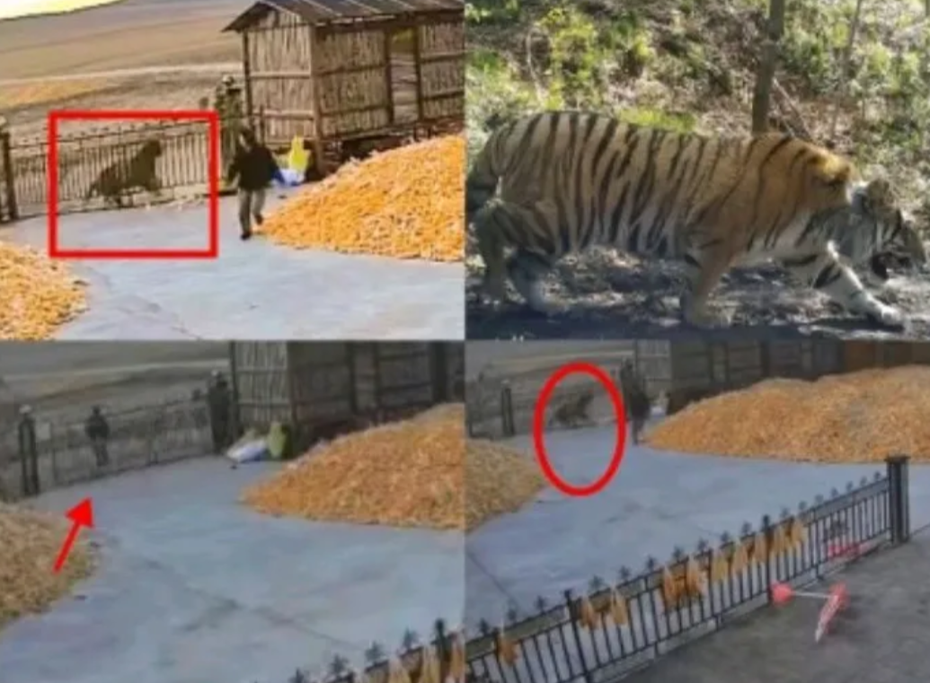 黑龙江老虎进村，邻居好心提醒大爷别出门，结果大爷一听有大老虎，立刻出门看看邻居说