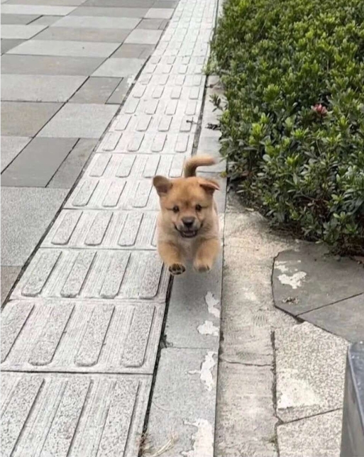 狗狗充满活力的一天
