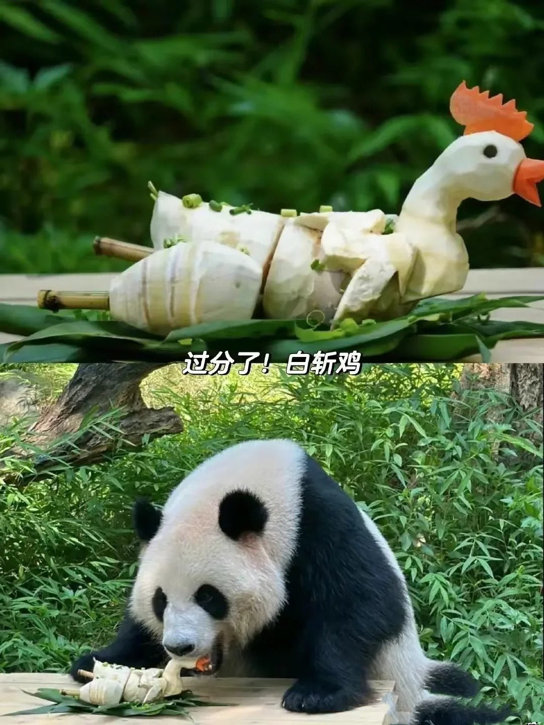 没有人管管长隆野生动物园的饲养员吗❓
这是要卷死其他动物园吗
