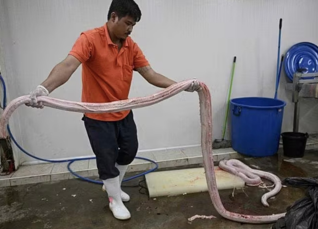 一种新型的肉类将摆上人类的餐桌？这种肉类便是“蛇肉”。
新加坡《联合早报》网7月