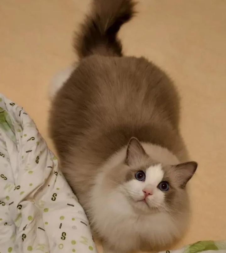 养猫后，你后不后悔？那些让人又爱又恨的小瞬间