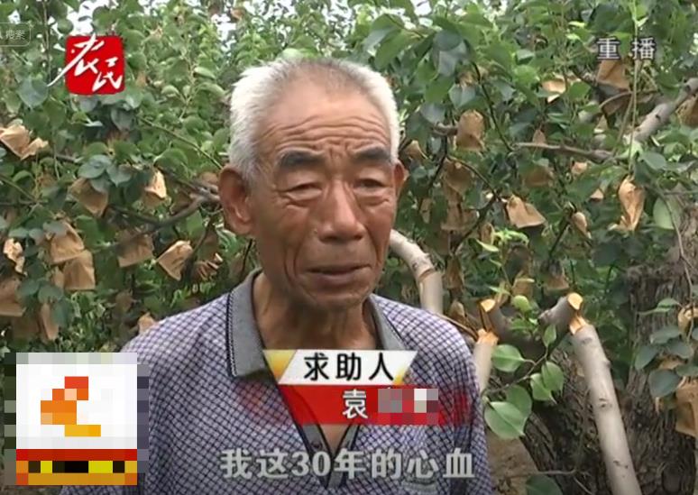 “这一等就是6年！”河北石家庄，一大爷花了30多年培育了50棵梨树，眼看着梨子马