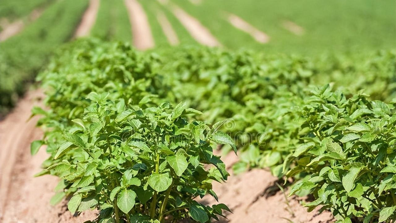 土豆种植全攻略：4个阶段，简单有效，产量高