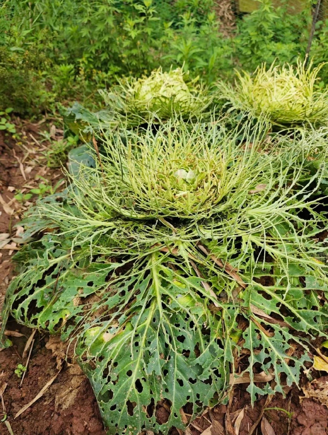 无公害包菜，咋成这样了…
第一次种包心菜，想想是自家吃，就没施肥没打药，结果今天