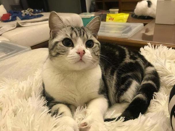 美短猫毛球症，别怕！这几招轻松解决！