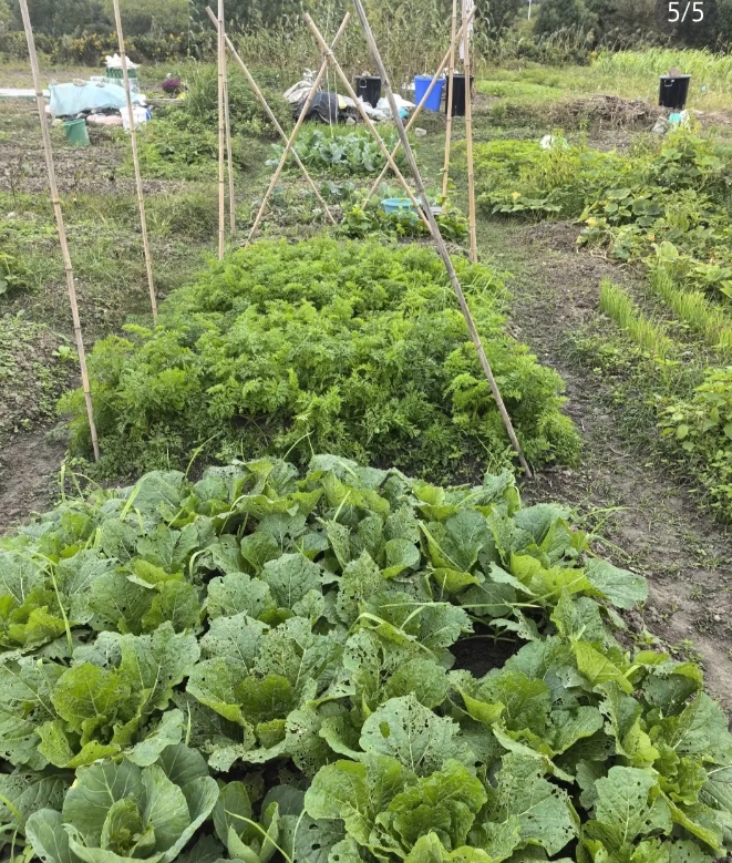 怎么拯救我的青菜啊？
这几天比较忙就没去菜地
今天上午到菜地一看，不得了[捂脸]
