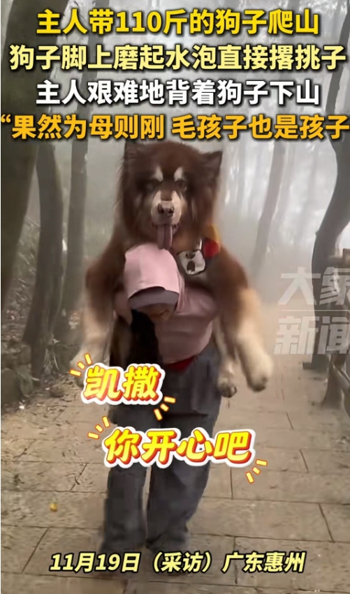 猛一看，还以为是狗站起来了，仔细一看，被这个背狗的画面逗笑了！

原来是主人带着