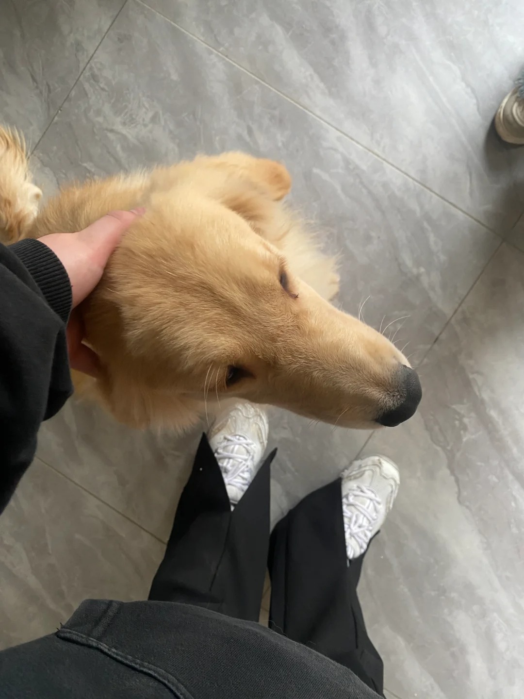 被不认识的小鸡毛闻裤裆……
就是，今天去花鸟市场然后进了一家店，店里有一只金毛是
