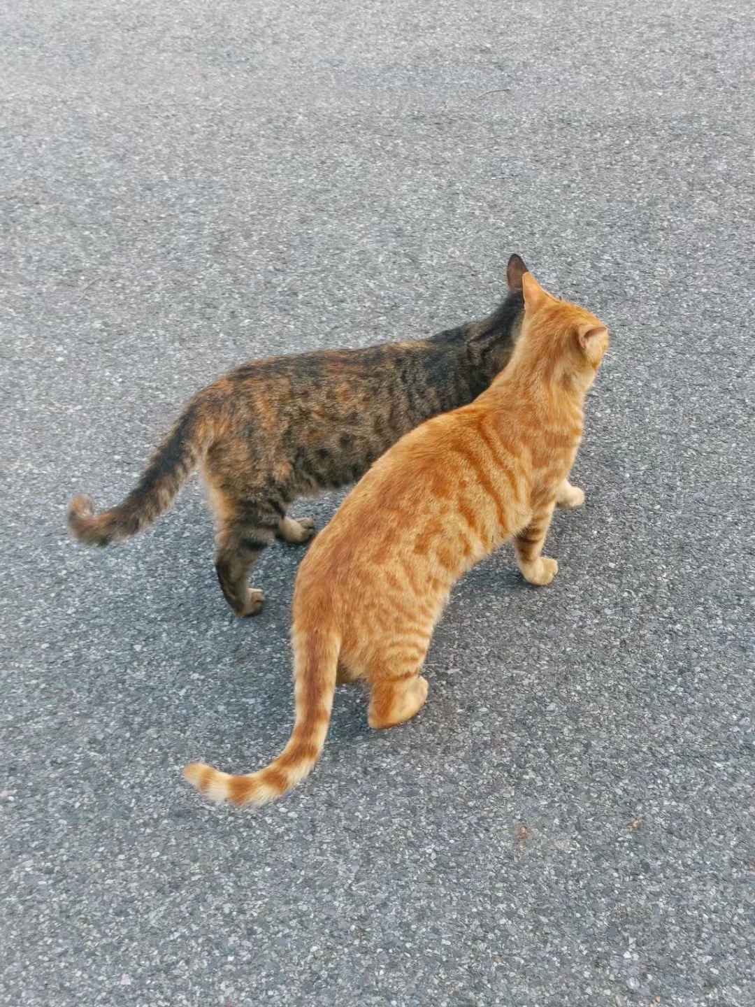 诶，咱不和他猫一般见识
好朋咪，朋友遇到的，超级可爱有木有哇