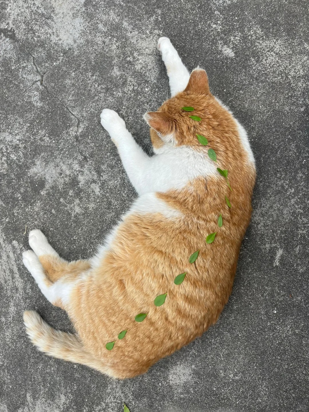 复旦猫 特别信任大学生的
给桂花做缝合线😋
伸了个懒腰以为要醒了结果只是换了个