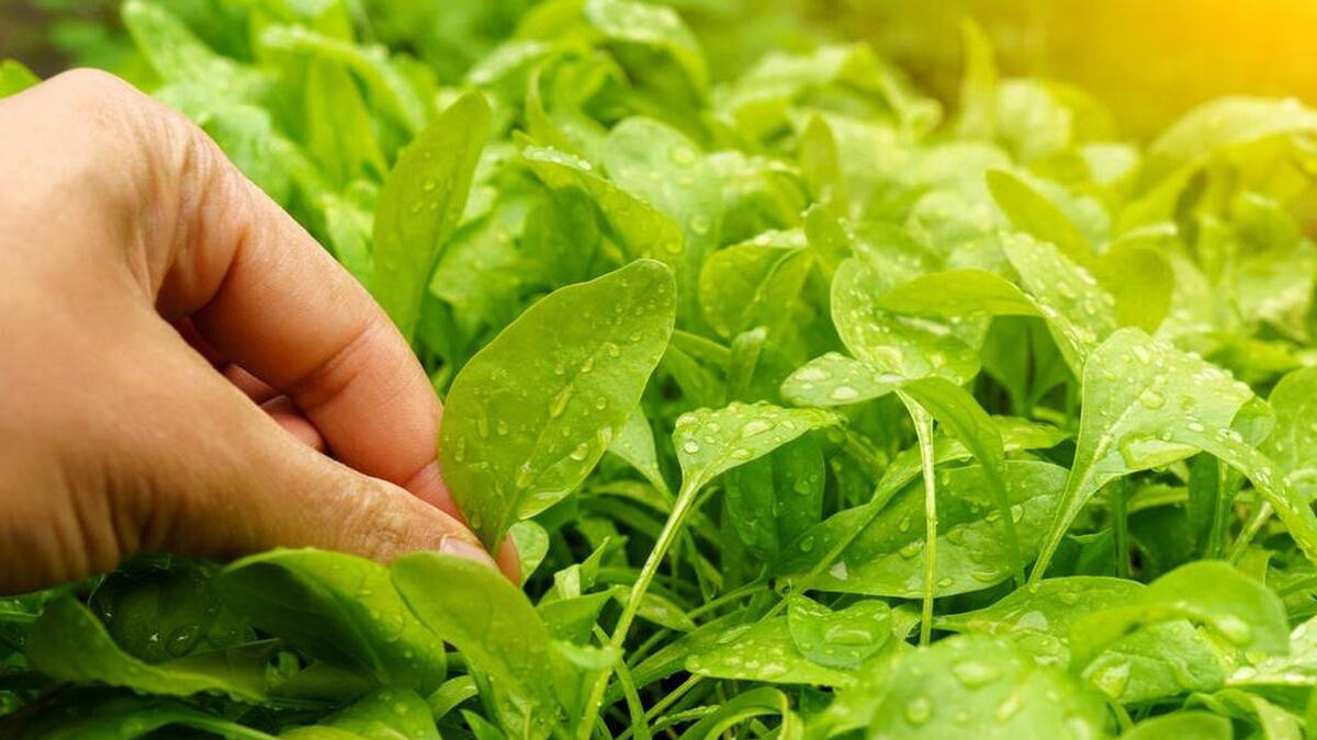 菠菜种植必看，栽培管理6步骤，种出菠菜又健康又美味