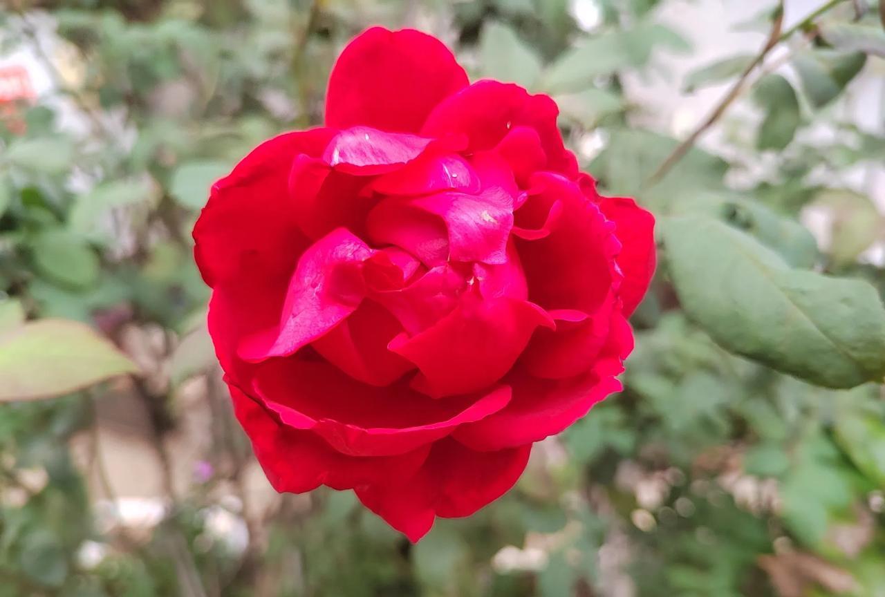#下联:月季朵朵红。诚邀上联#
年糕块块甜。