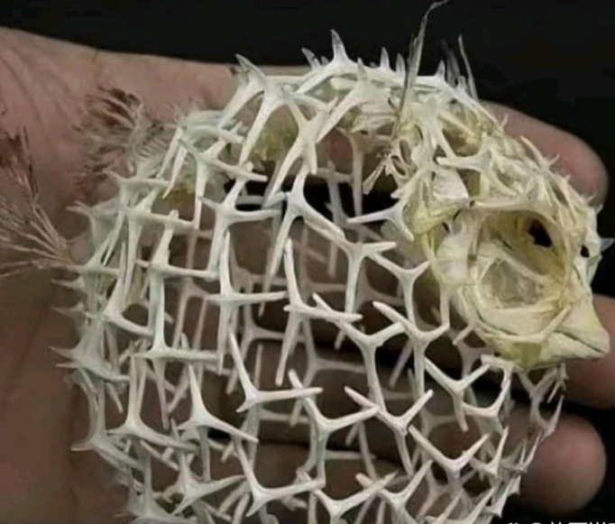自打看了河豚的骨骼后，
才明白它为啥能鼓起这么多！！哈哈哈！[开怀大笑][开怀大