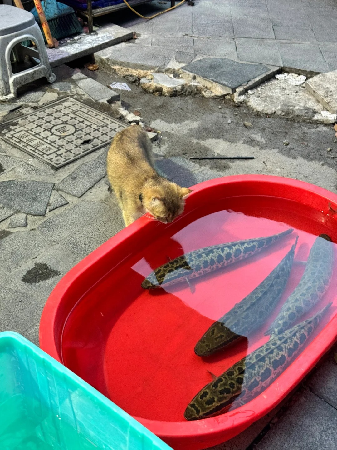 它抬头看我的瞬间心都化了🫠
小猫试探
小猫喝水
小猫回味
小猫惊讶

我一直认