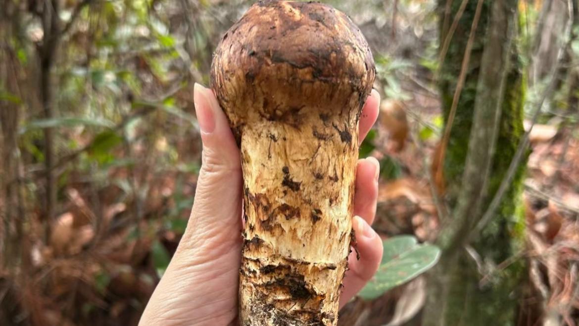 “从不坑穷人”的菌子，今年上市要卖680元一斤，其实价格能高点