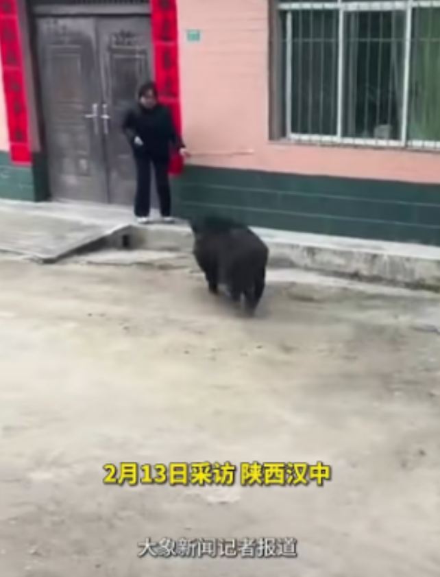 陕西汉中，一头野猪冲进城镇中，看见一名黑衣女子，没有任何理由便对其进行攻击。女子