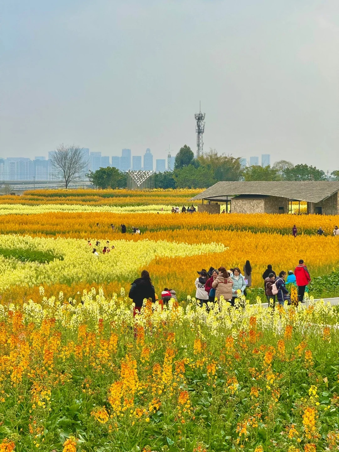 成都莫奈花园帮你们去了，2.29Live图无滤镜
成都的春天真的不要太多惊喜
今