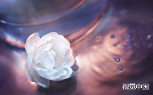 【黑蛇x花妖的三生生世】那年哮天犬在我头上撒了一泡尿，助我这颗野花有了灵识。