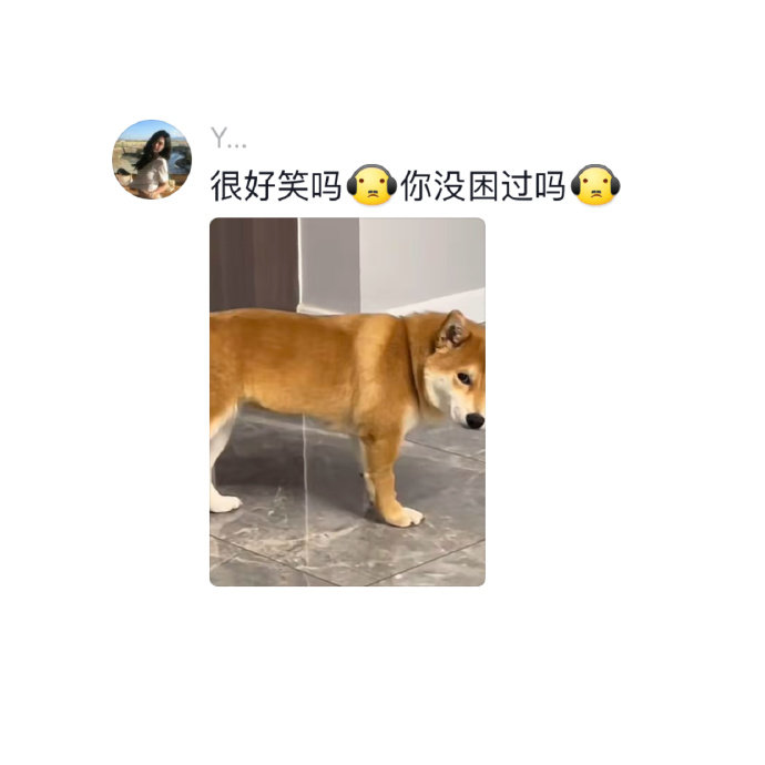 当狗子困到极致仍撑着不睡时