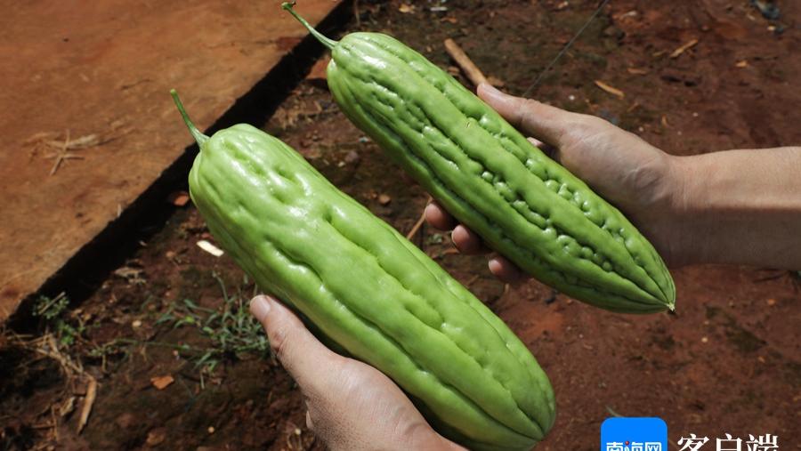海南苦瓜家族添新成员 多个耐湿热苦瓜新品种亮相