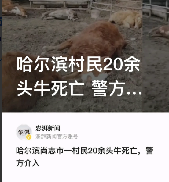 “太惨了！”近日，黑龙江哈尔滨，一名女子伤心痛哭。她家的牛死了一地，23头牛死了
