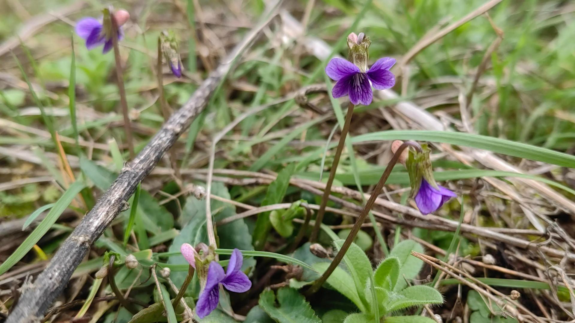 《本草与我》——紫花地丁