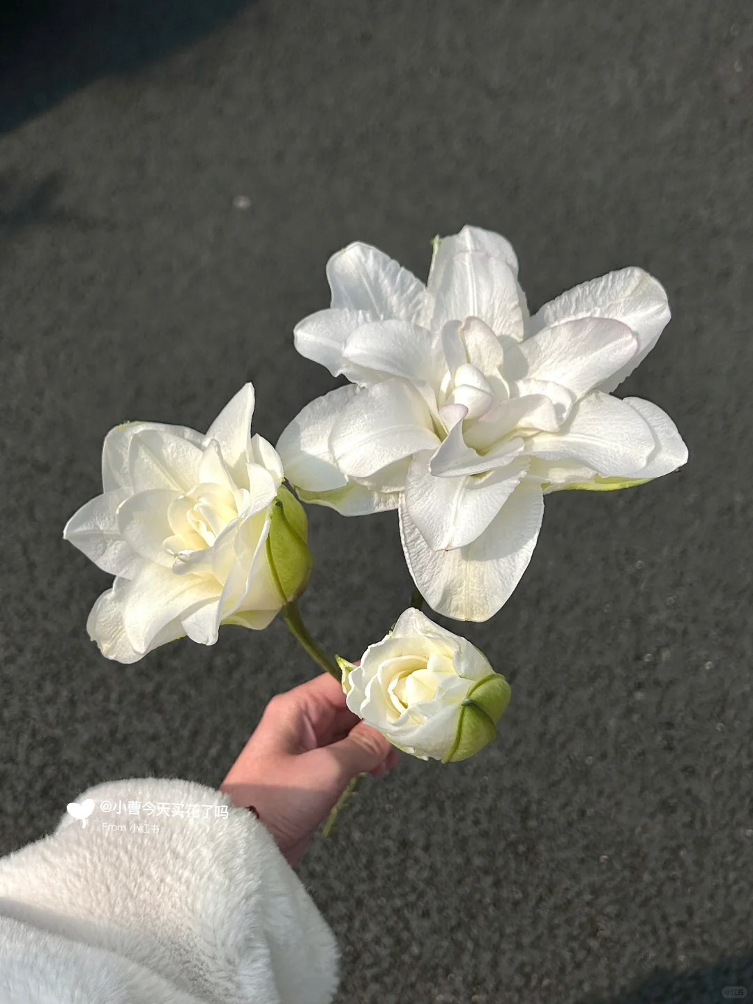 买得一枝春欲放
等了一个多星期终于等到晴天
带冰美人百合晒一下太阳
小区里的奶奶