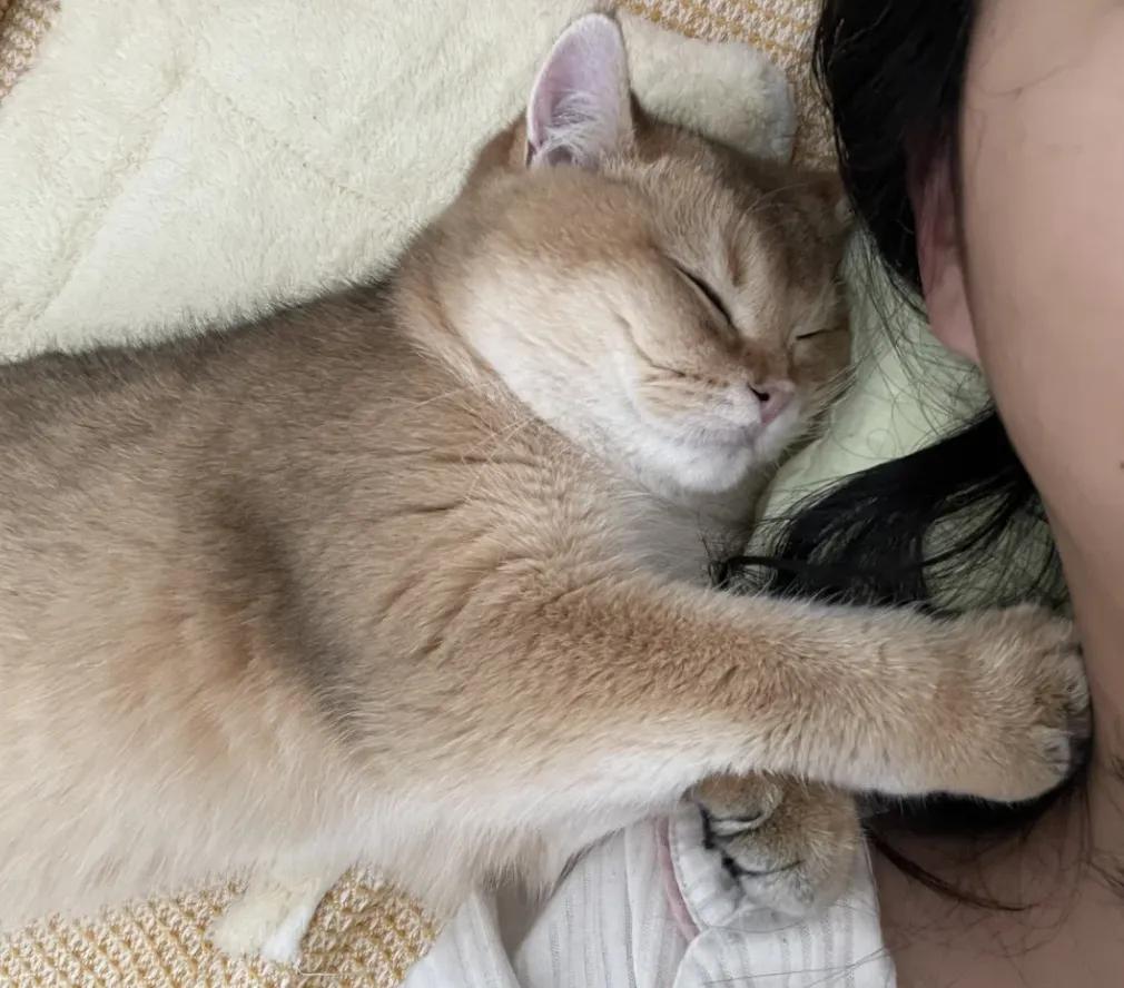 猫咪小动作，满满都是爱，看你懂不懂