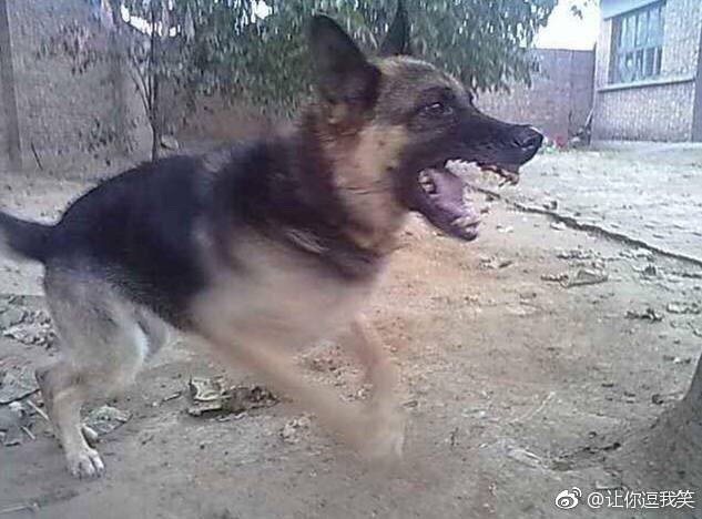 不该处人吗，狗没错