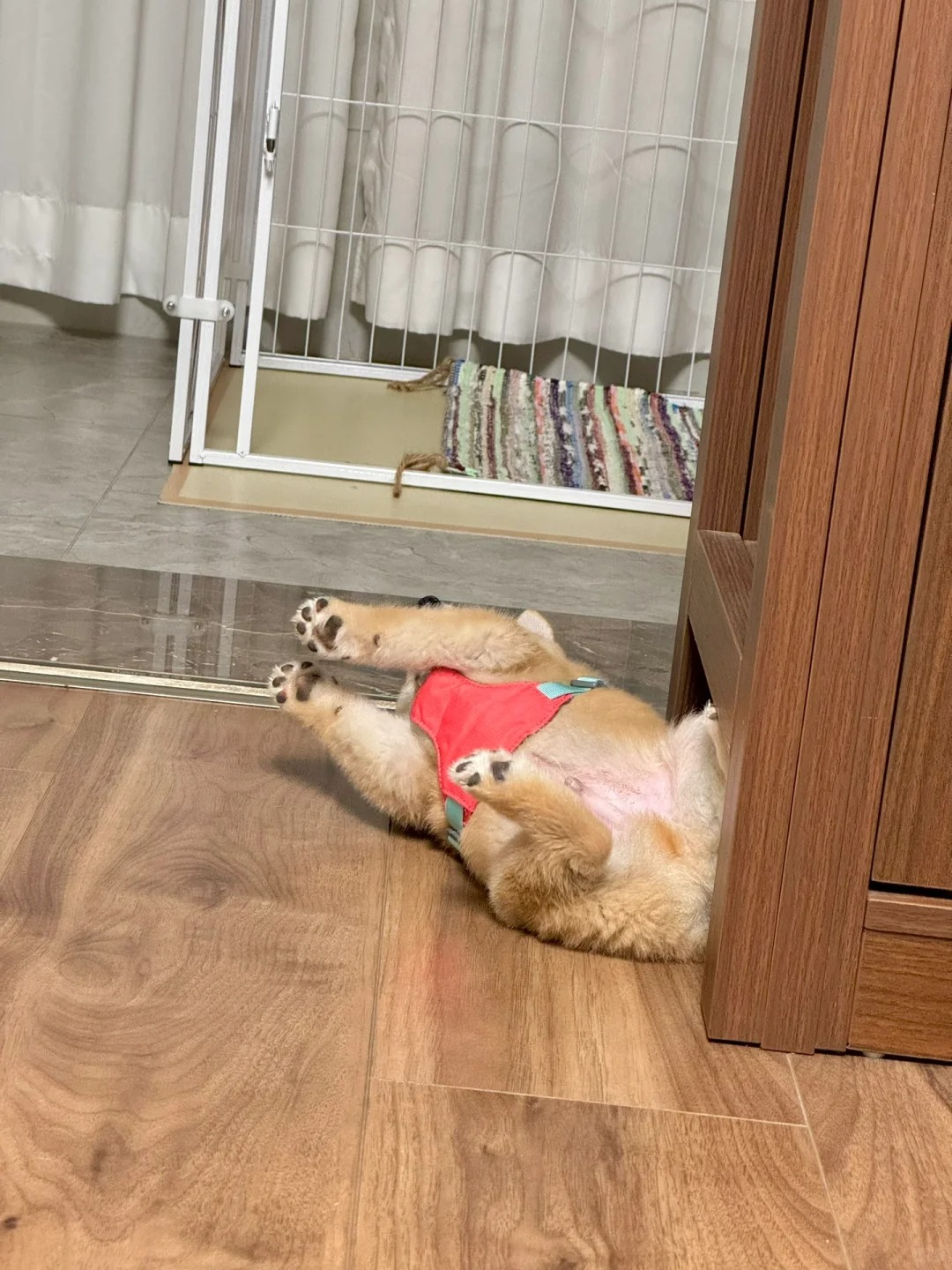 有狗啦 柴柴式微笑
怎么会有这么可爱的小狗狗
又小又大的
又胖又瘦的

两个多月