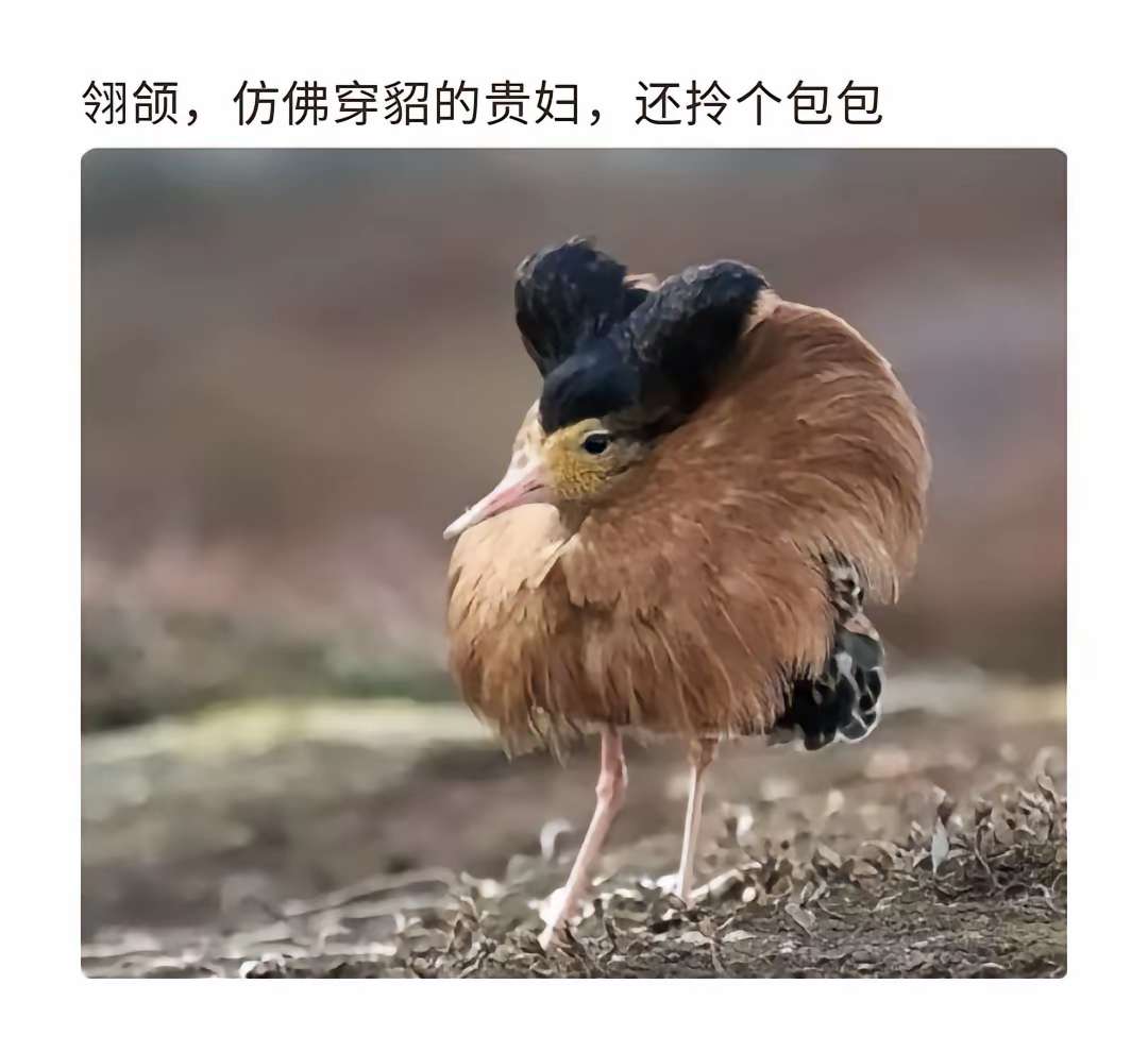 仿佛穿貂的贵妇，还拎个包包