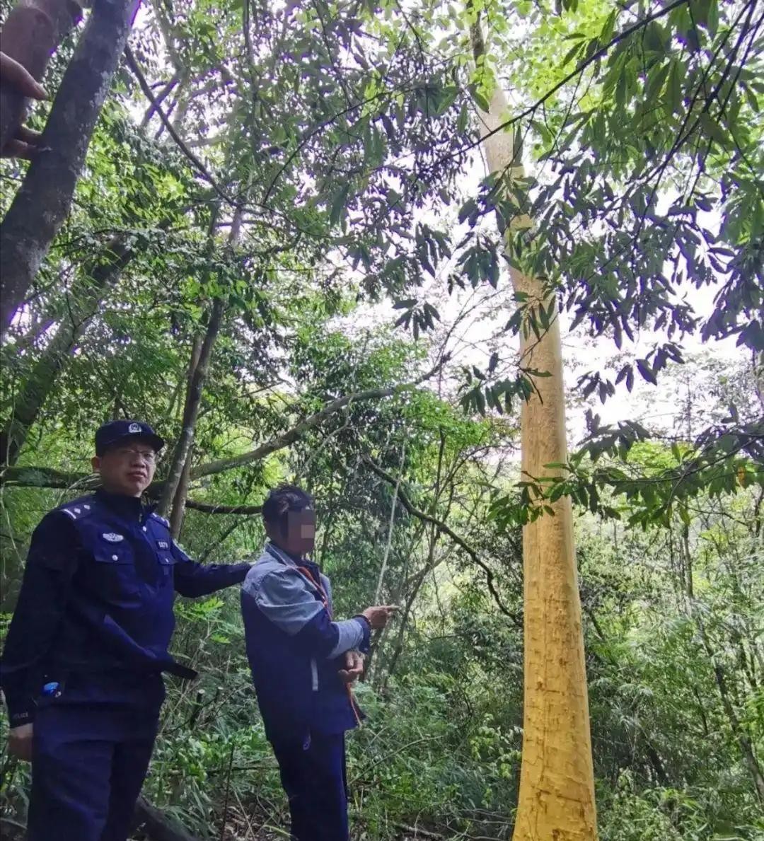 两男子偷剥树皮被抓

                             