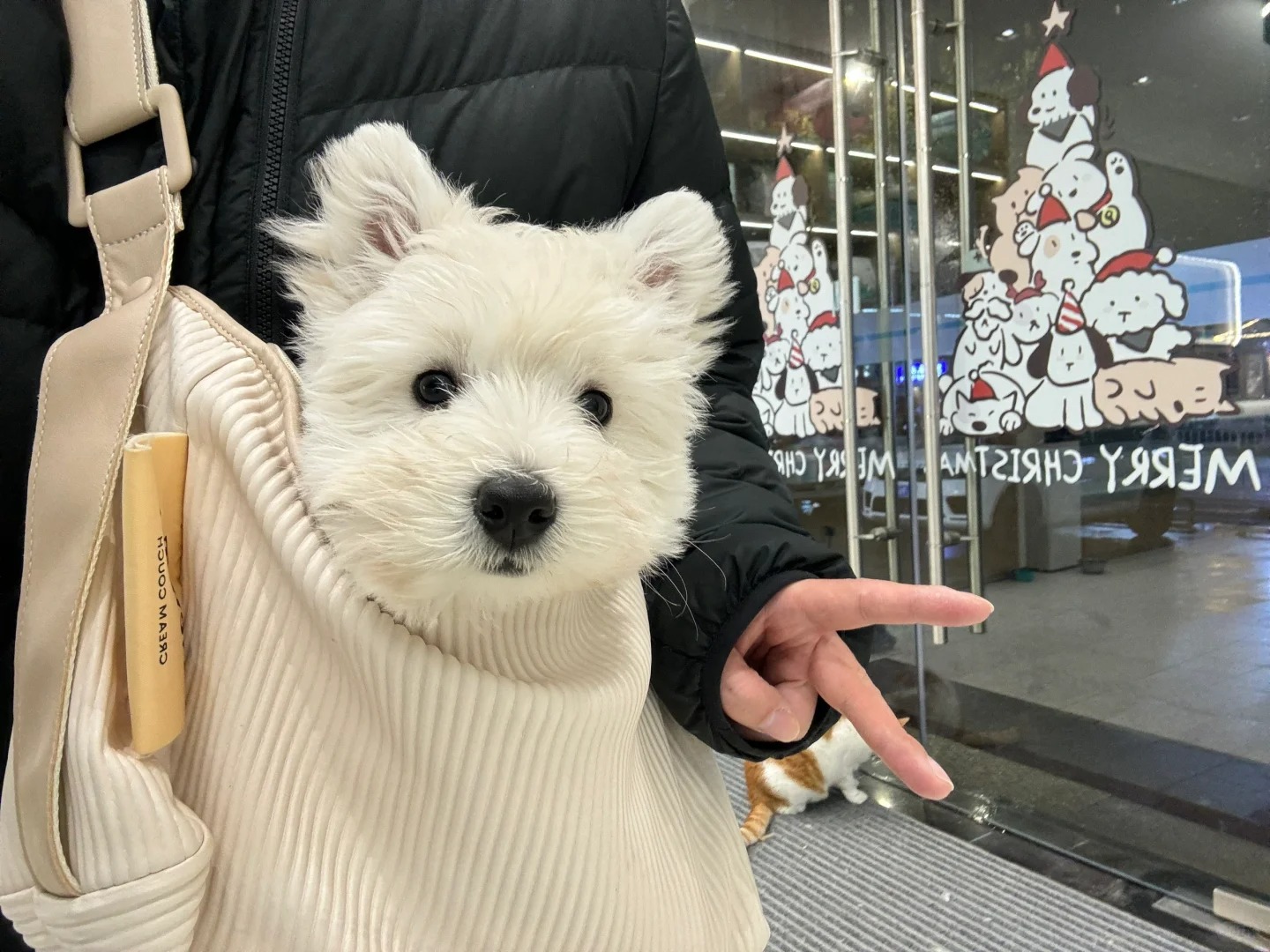 是谁拥有这么可爱的小狗🐶！是我！
珍珠打第二针疫苗啦！💉
从袋子里掏出来！医