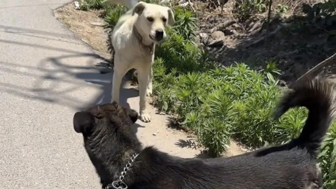 网友录遛狗视频，村里狗想过来玩，不仅被咬还被骂。村狗：冤枉啊