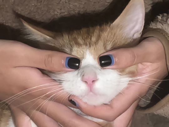 太有才了啊