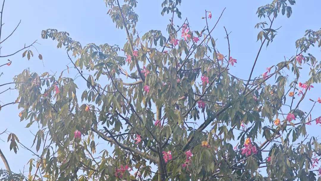 静待花开，香自来