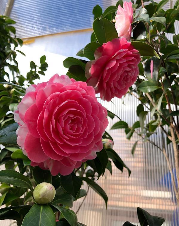 山茶花名品“乔伊·肯德里克”，比五色赤丹更优秀的多色品种，花朵超级大，可达15公