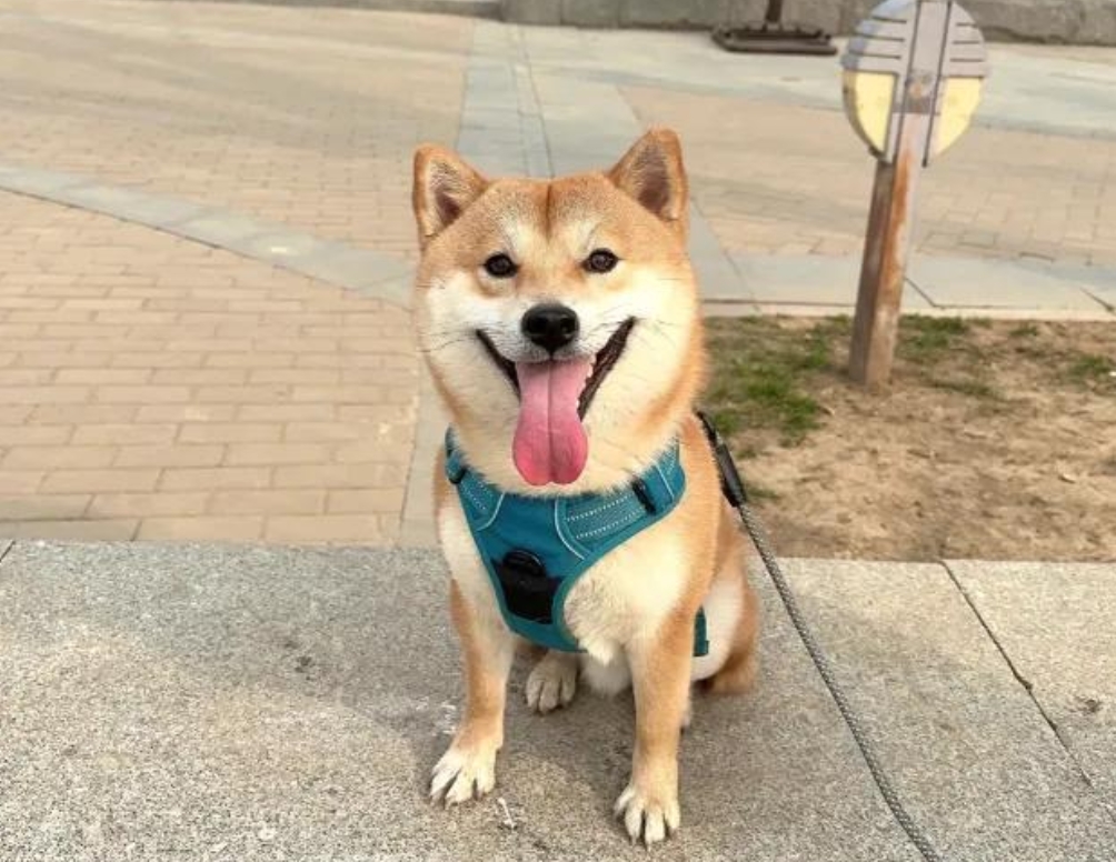 家里狗狗养不下去了？别急，试试这些方法！