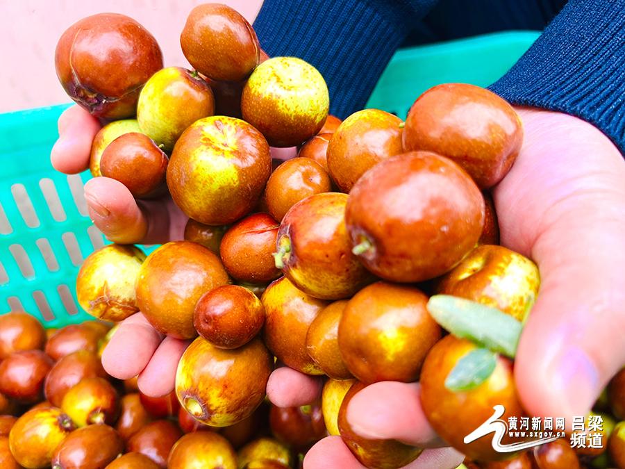 临县红枣吕梁这座被历史和自然双重宠爱的城市不仅拥有得天独厚的地理位