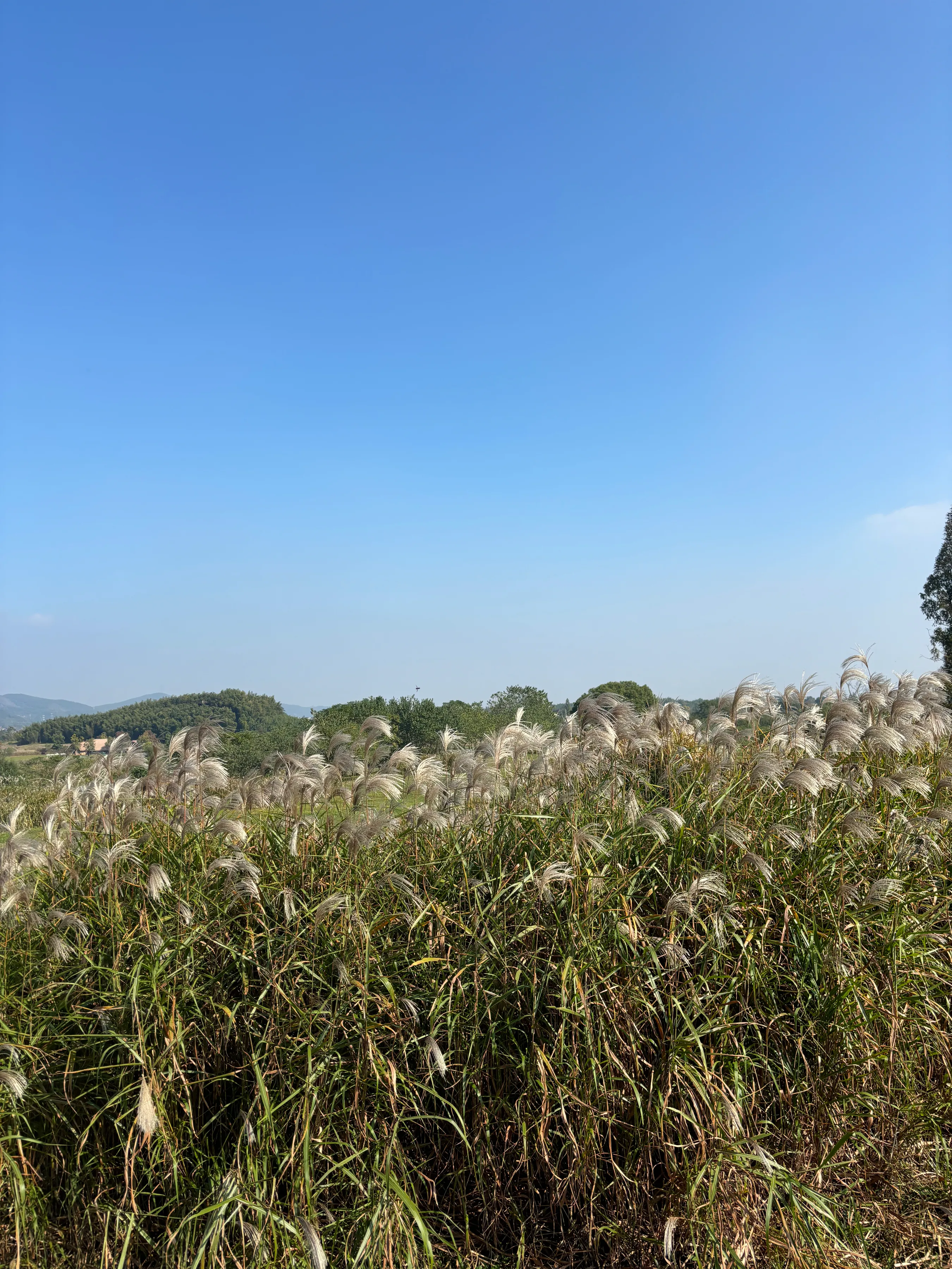 逛良渚古城遗址