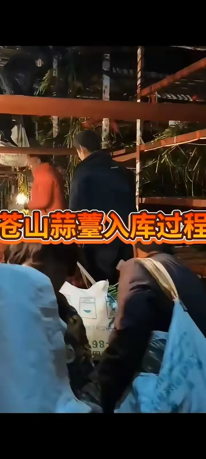 蒜薹为什么滞销商家心知肚明，我很爱吃蒜薹，但有一次我在我们当地一冷库门口亲眼看见