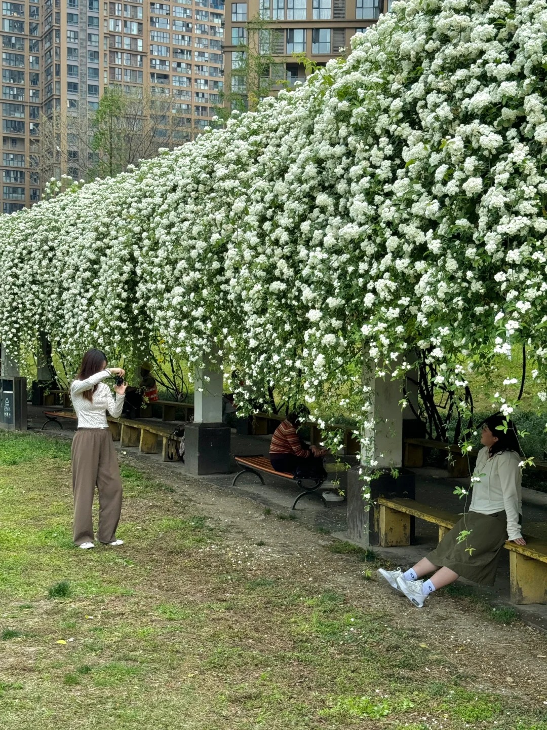 成都市区！！地铁直达七里香长廊🍃人少好拍！！
成都沙河公园🍃春天出门遛遛偶遇
