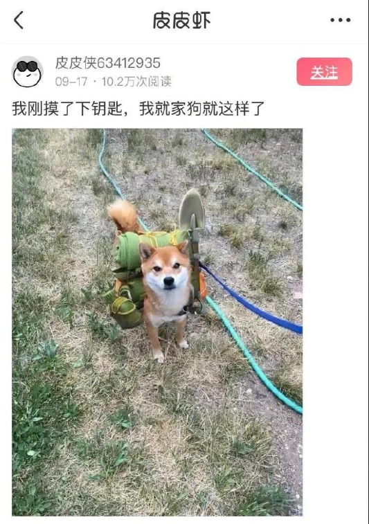 我刚摸了下钥匙，我就家狗就这样了