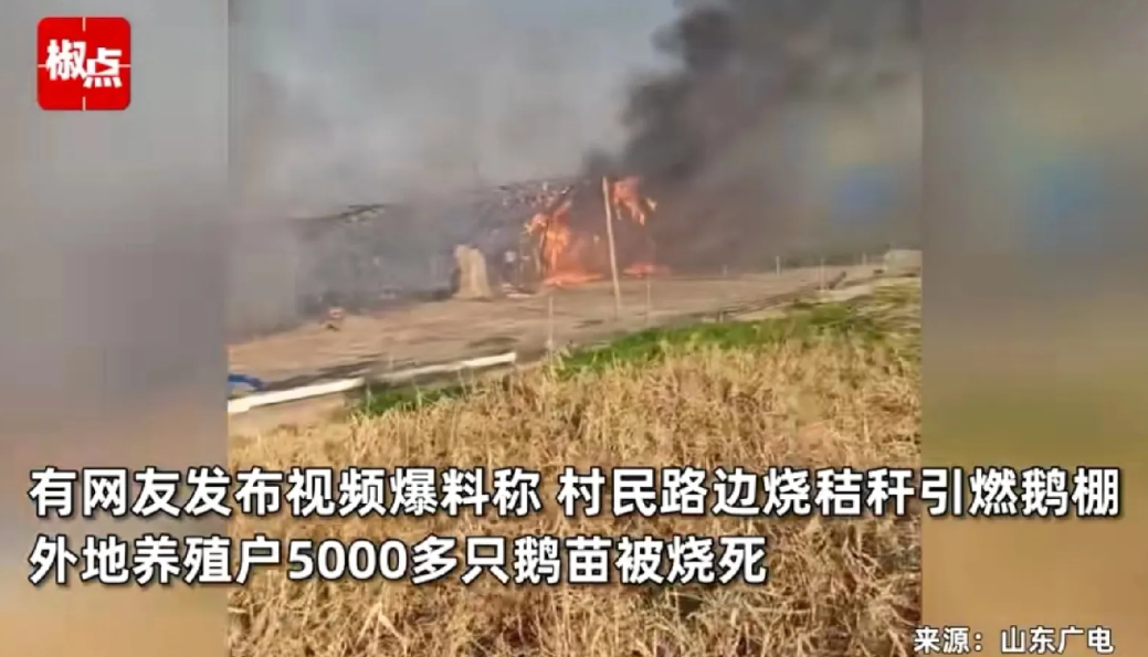 湖北孝感，胡女士在村里承包了几亩地，养了一大群鹅。不曾想，村民烧秸秆时，不小心引