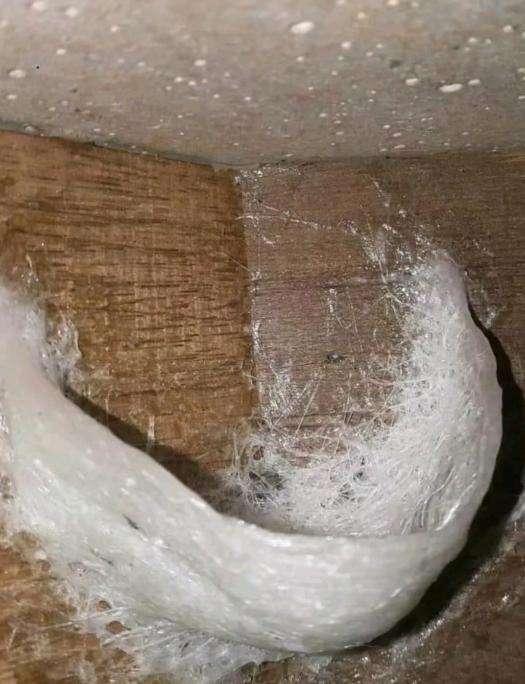 这燕窝可以直接摘下来炖吗