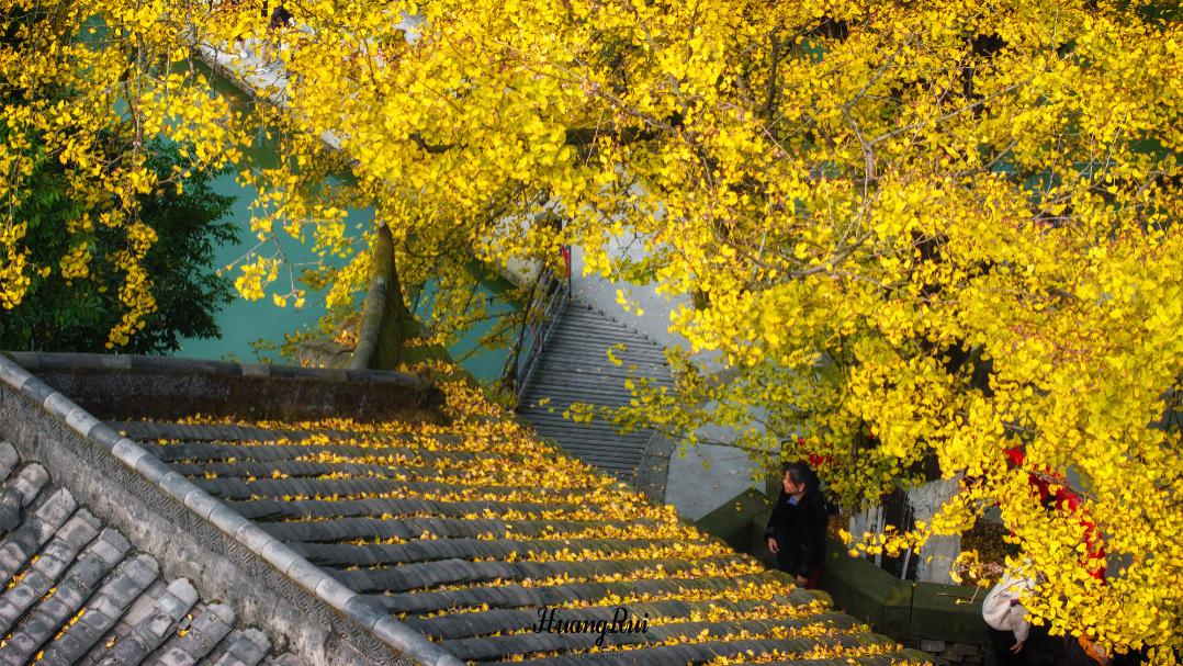 追逐重庆最后的秋色，千年古刹，走红的原因仅是两棵银杏树