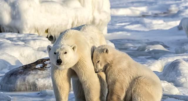 一种神奇的生物, 既能下蛋又能生崽, 科学家: 人类正在见证进化