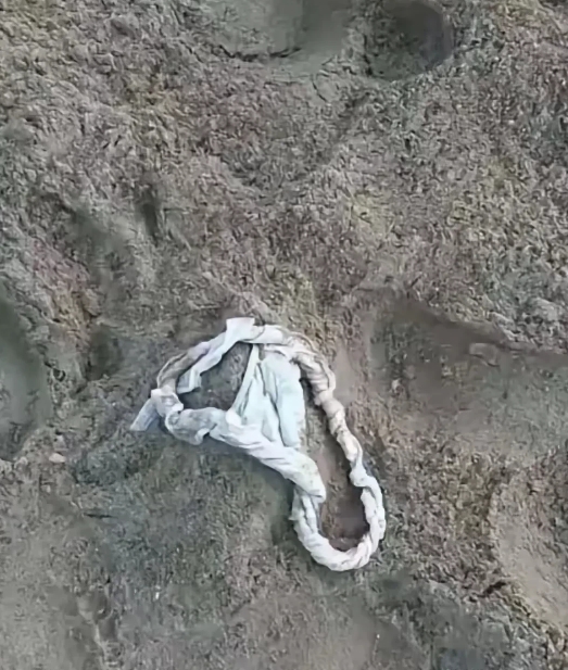这是在湿地公园看到的！我们都有吃过晚饭去散步的喜欢，每天吃过晚饭就去湿地公园散步